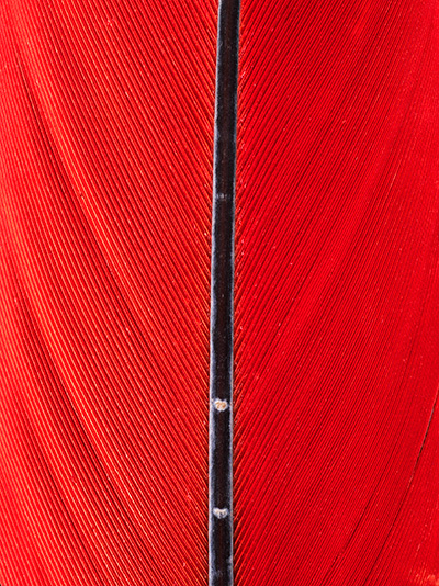 Barette-nazale-amazonie-plume