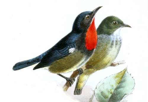 DicaeumMonticolaKeulemans500