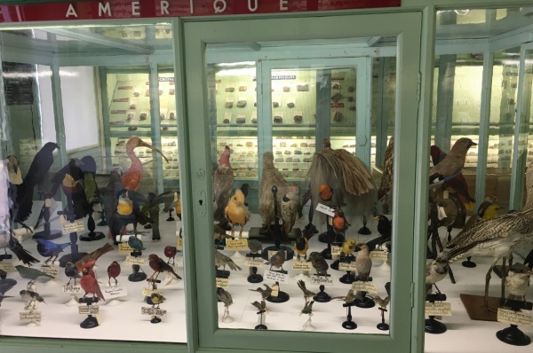 Oiseaux-ameriques600