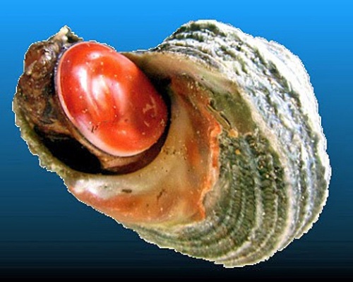 Oeil de sainte-lucie500