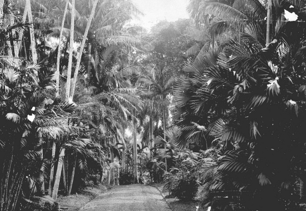 TM-60013837avenue des palmiers dans le Plantentuin de Buitenzorg-600