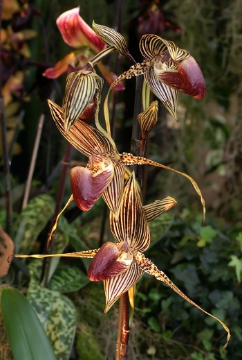 Paphiopedilum_rothschildianum-350 Paphiopedilum_rothschildianum-350