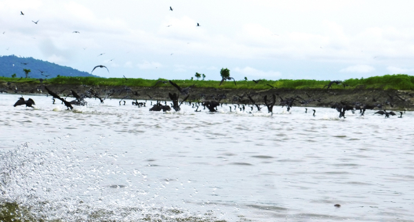 Oiseaux-fleuve Oiseaux-fleuve