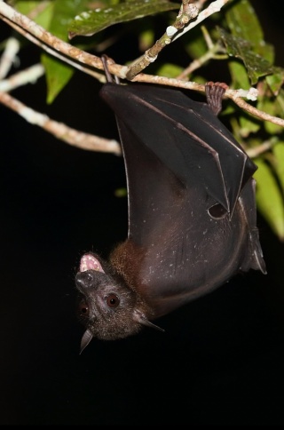 Naked-kacked-fruit-bat-Biak-320